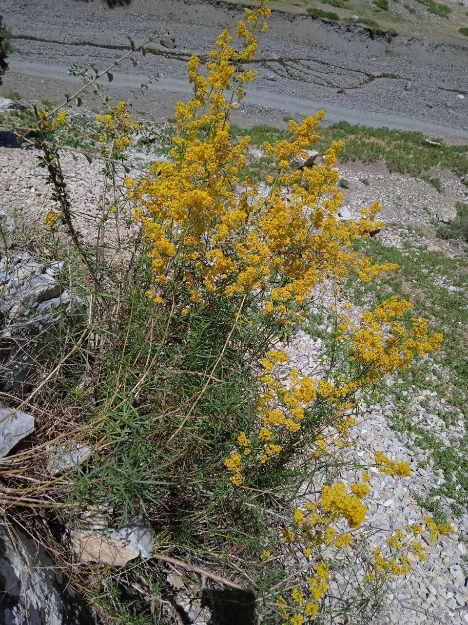 Изображение особи Galium verum.