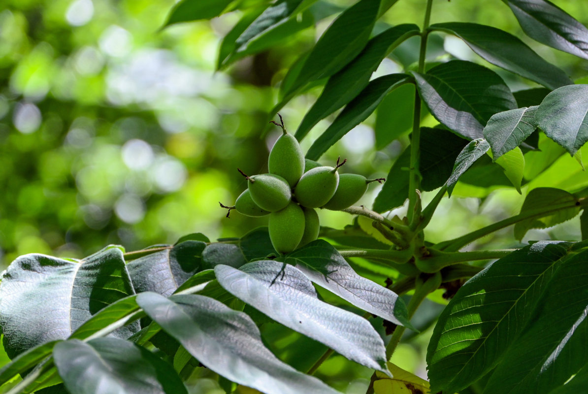 Изображение особи Juglans cinerea.