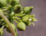 Cynanchum wilfordii