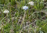 genus Myosotis