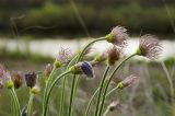 genus Pulsatilla