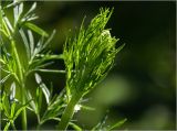 Thalictrum lucidum. Верхушка побега с формирующимся соцветием. Московская обл., Раменский р-н, окр. дер. Хрипань, садовый участок. 08.06.2023.