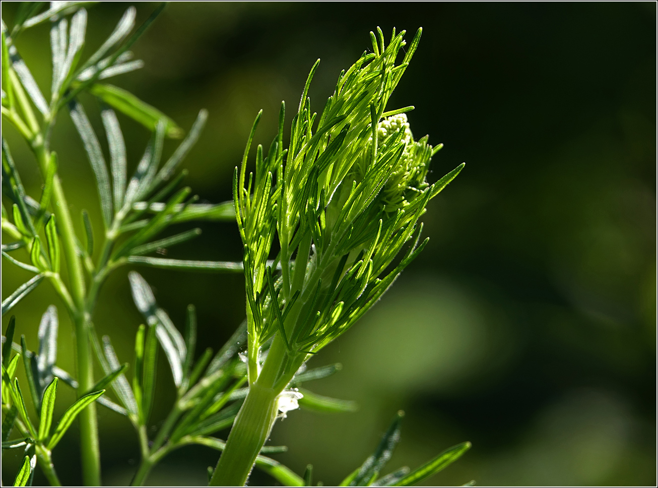 Image of Thalictrum lucidum specimen.