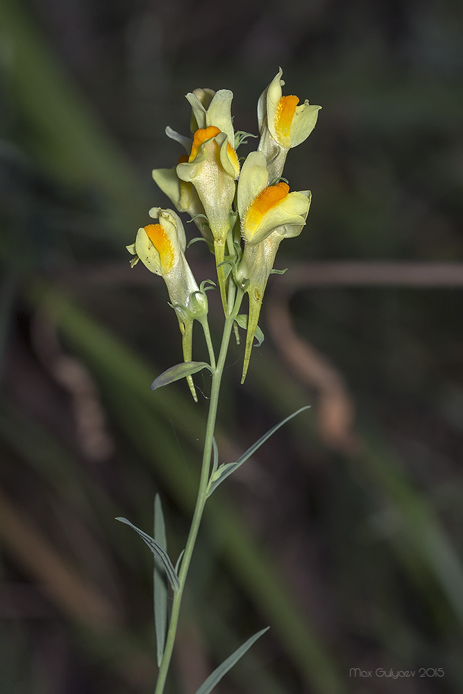 Image of Linaria vulgaris specimen.