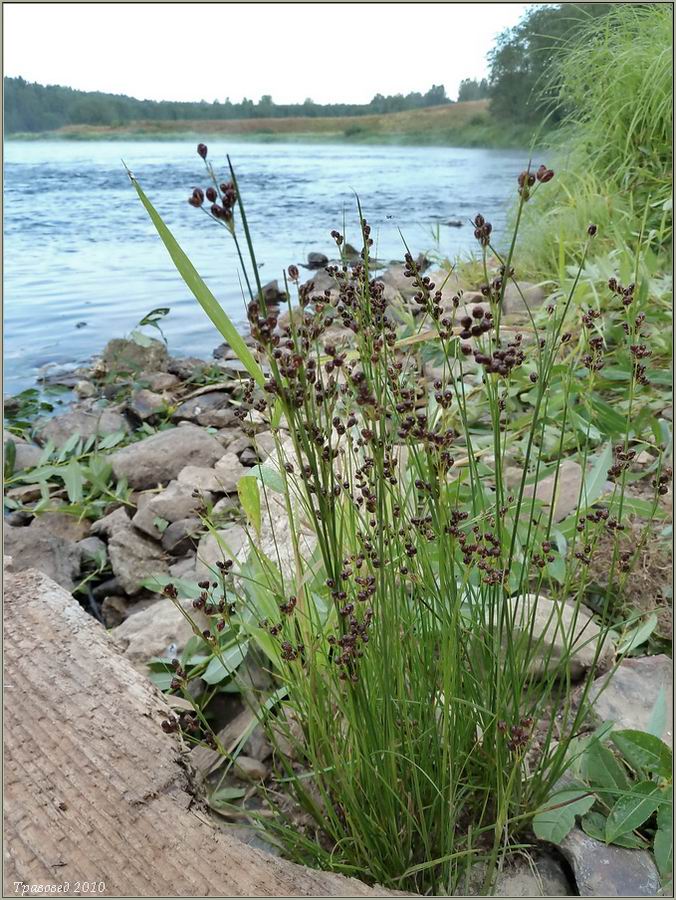 Изображение особи Juncus compressus.