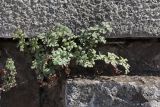 Asplenium ruta-muraria. Спороносящие растения. Крым, Севастополь, здание горисполкома. 12.09.2023.