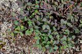 Vaccinium uliginosum
