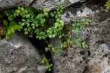 Asplenium ruta-muraria. Спороносящие растения. Грузия, Имеретия, Гелатский монастырь, на каменной стене. 14.06.2023.