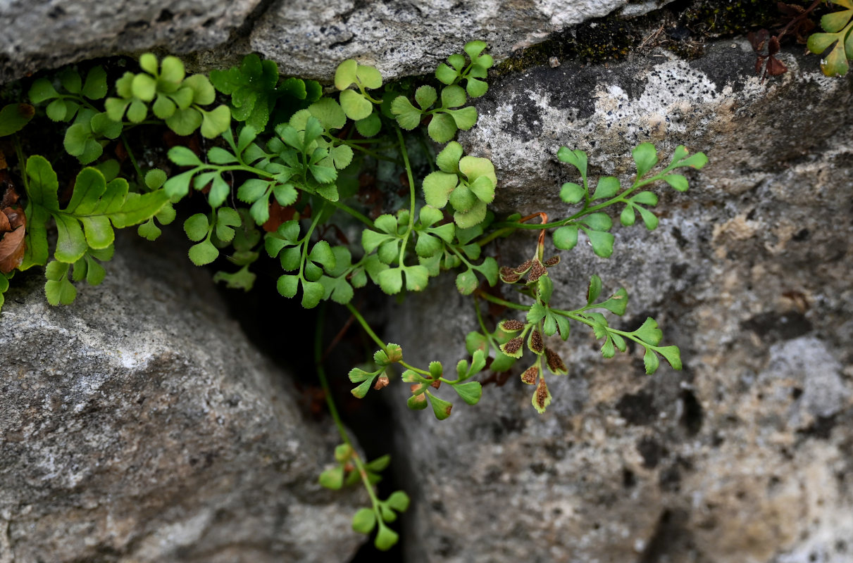 Изображение особи Asplenium ruta-muraria.