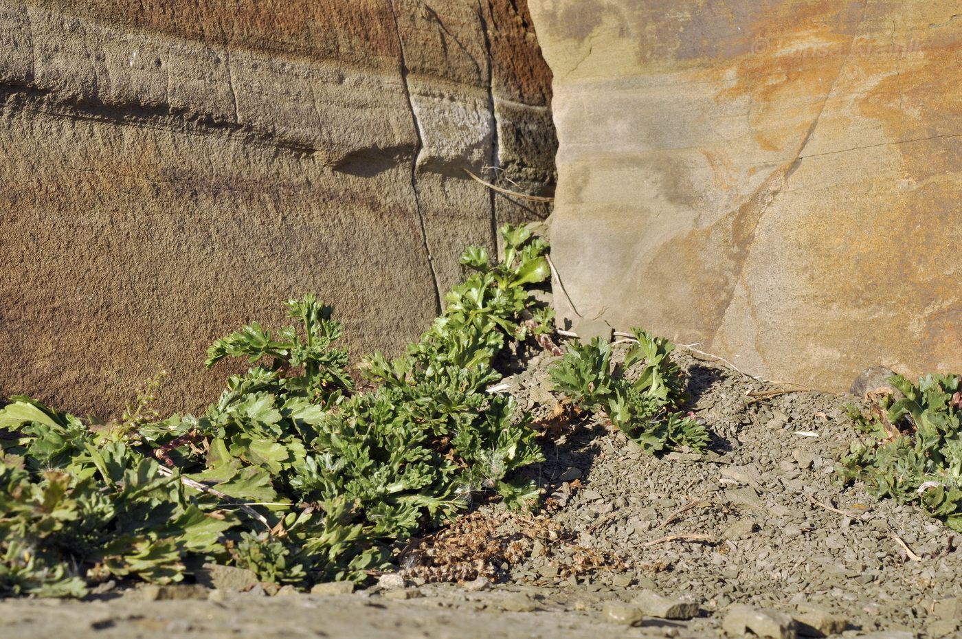 Image of Artemisia littoricola specimen.