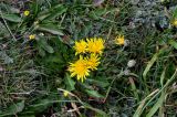 genus Taraxacum