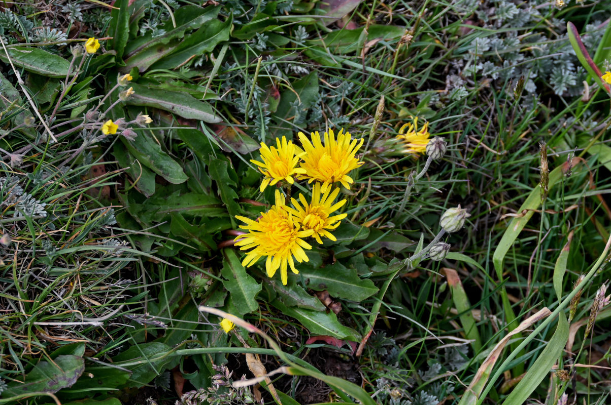 Image of genus Taraxacum specimen.
