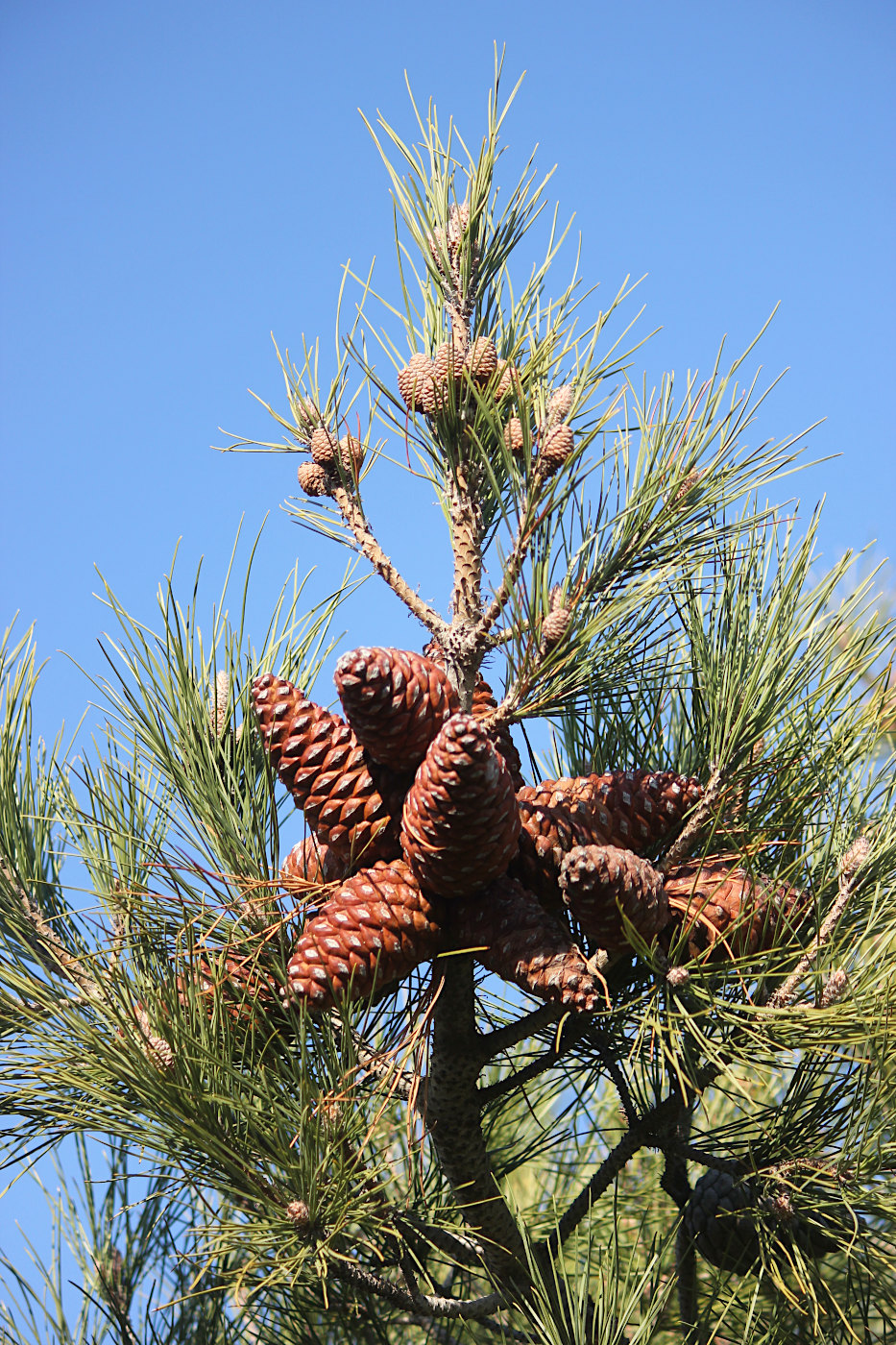 Image of Pinus pityusa specimen.