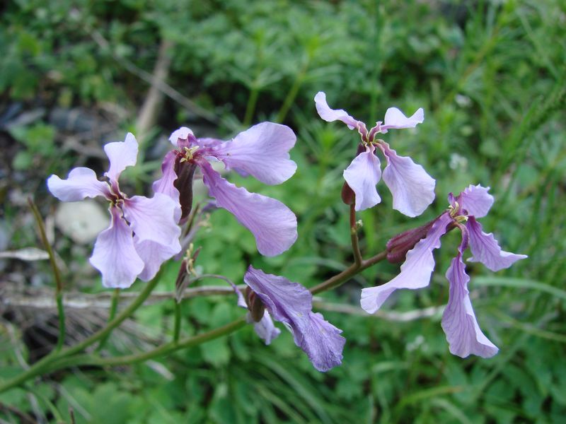 Image of Parrya nuratensis specimen.