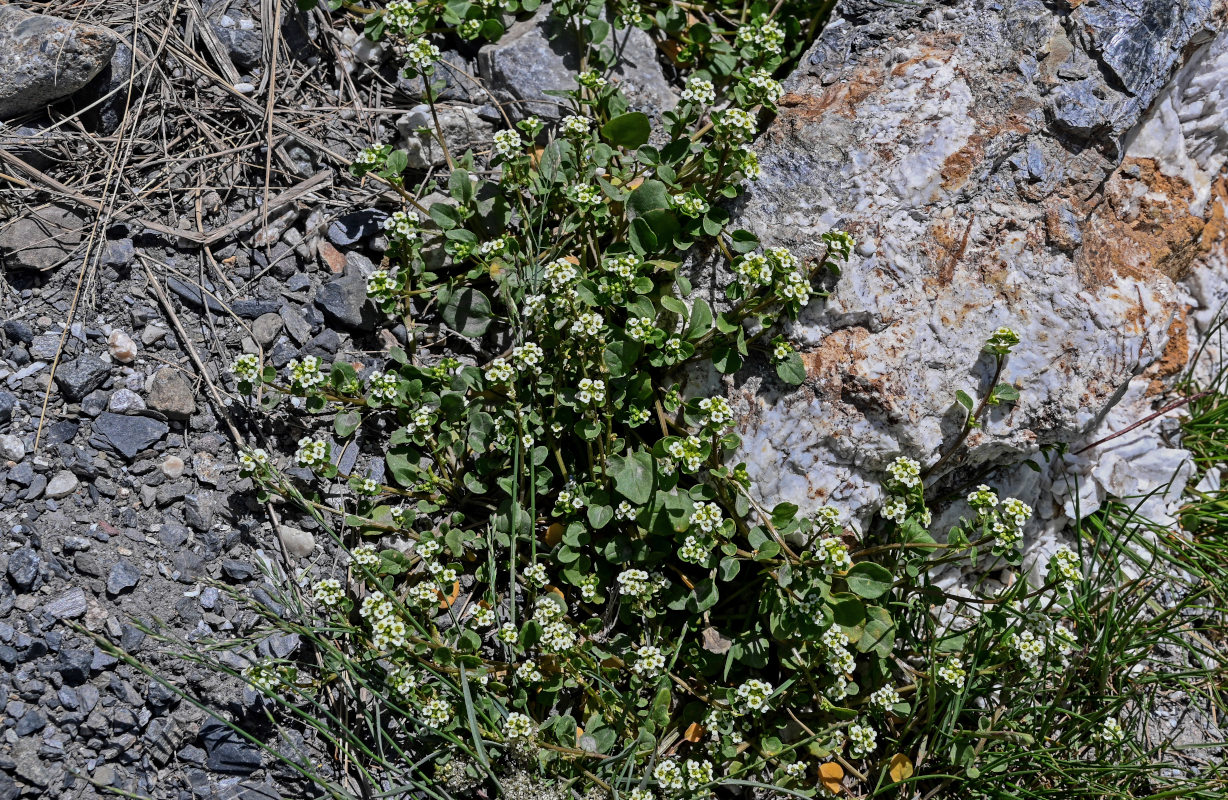 Image of Taphrospermum altaicum specimen.