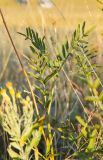 семейство Fabaceae. Верхушка побега. Оренбургская обл., Беляевский р-н, Донской сельсовет, Долгие Горы, степной склон. 5 сентября 2023 г.