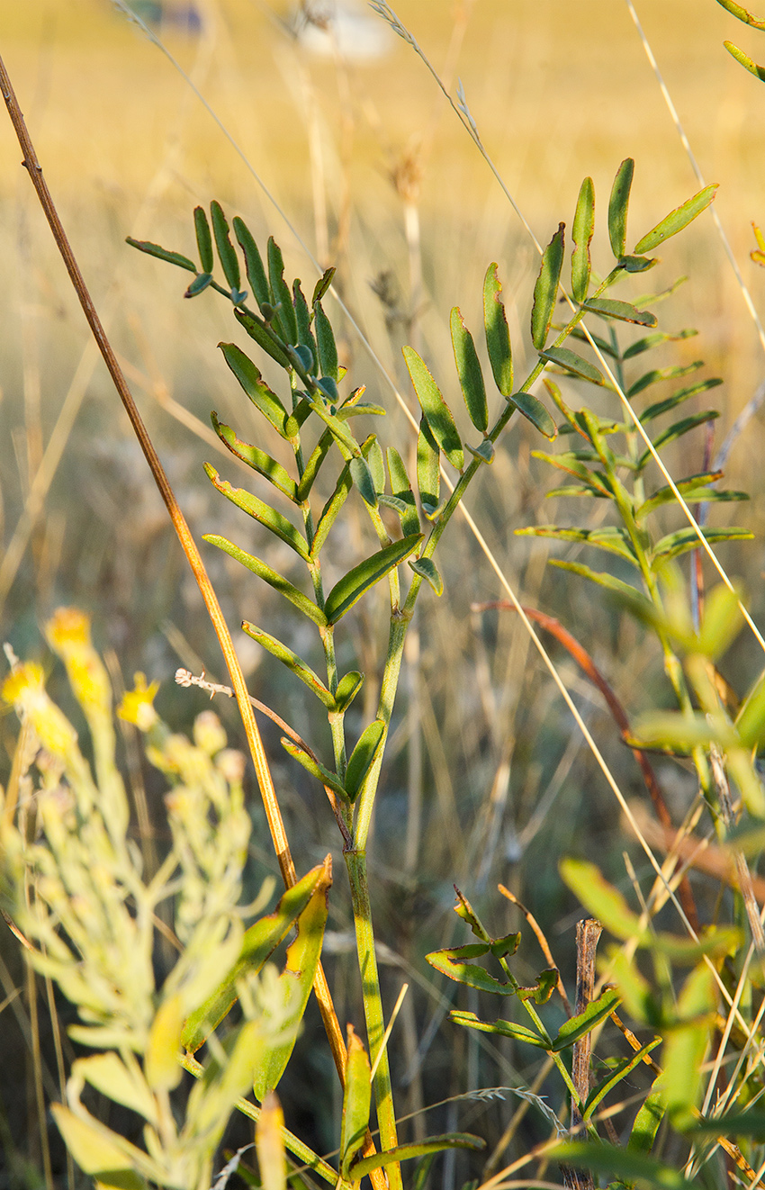 Image of familia Fabaceae specimen.