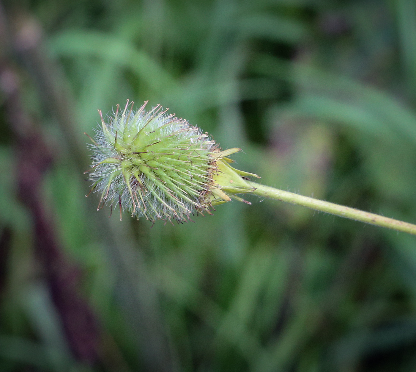 Изображение особи Geum aleppicum.