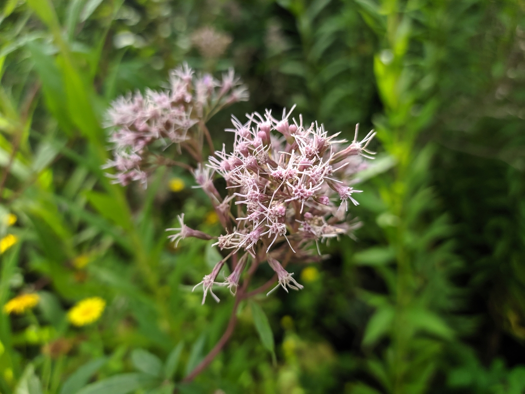 Изображение особи Eupatorium cannabinum.