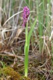 Dactylorhiza incarnata. Цветущее растение (высота — 23 см, длина соцветия — 7 см). Республика Башкортостан, Дуванский р-н, окр. с. Озеро, восточный участок Озерского болота. 26 июня 2023 г.