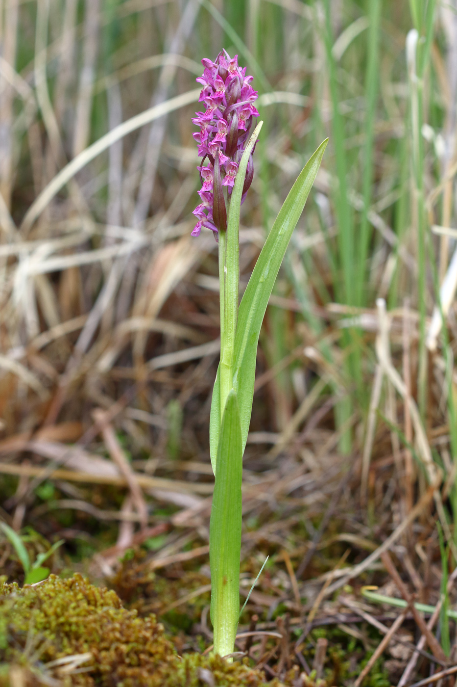 Изображение особи Dactylorhiza incarnata.