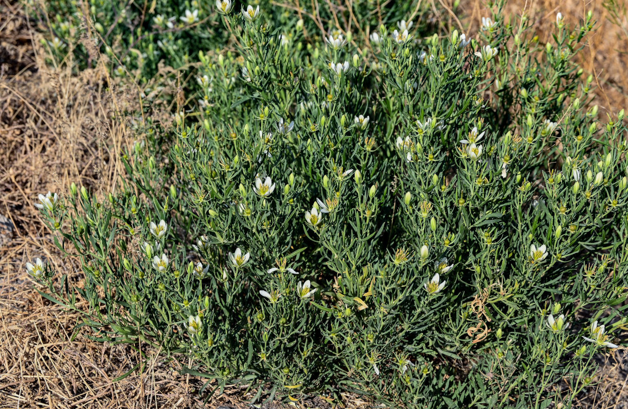 Image of Peganum harmala specimen.