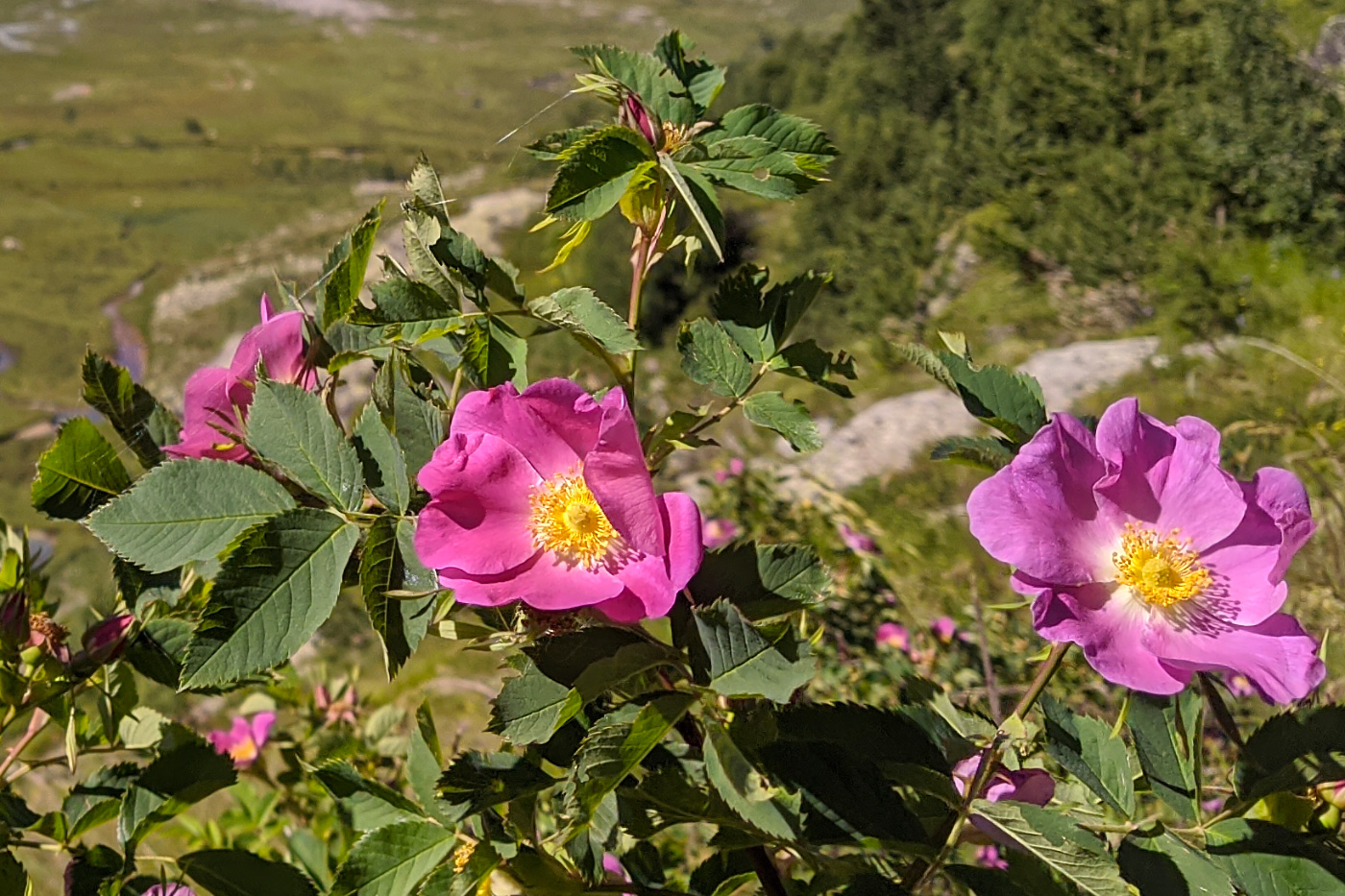 Image of genus Rosa specimen.