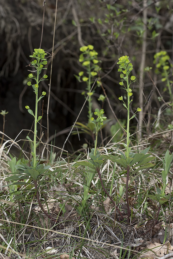 Image of Euphorbia amygdaloides specimen.