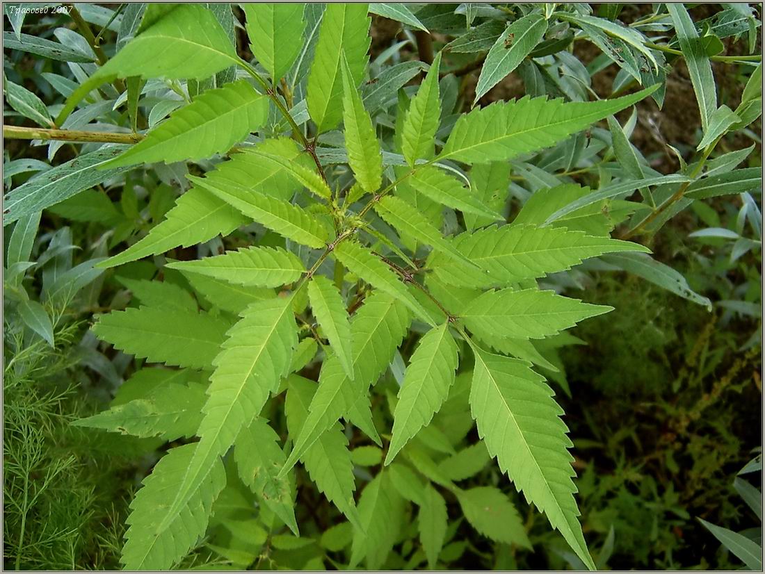 Image of Bidens frondosa specimen.