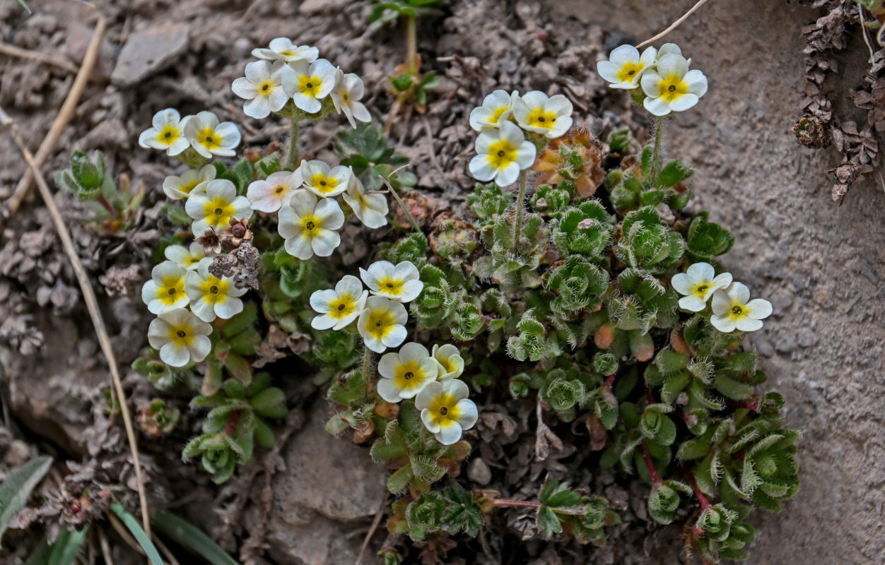 Image of Androsace lehmanniana specimen.