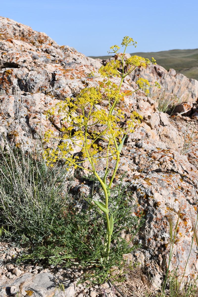 Image of Ferula ovina specimen.