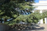 Cedrus deodara
