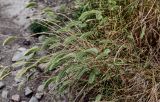 Agropyron pectinatum