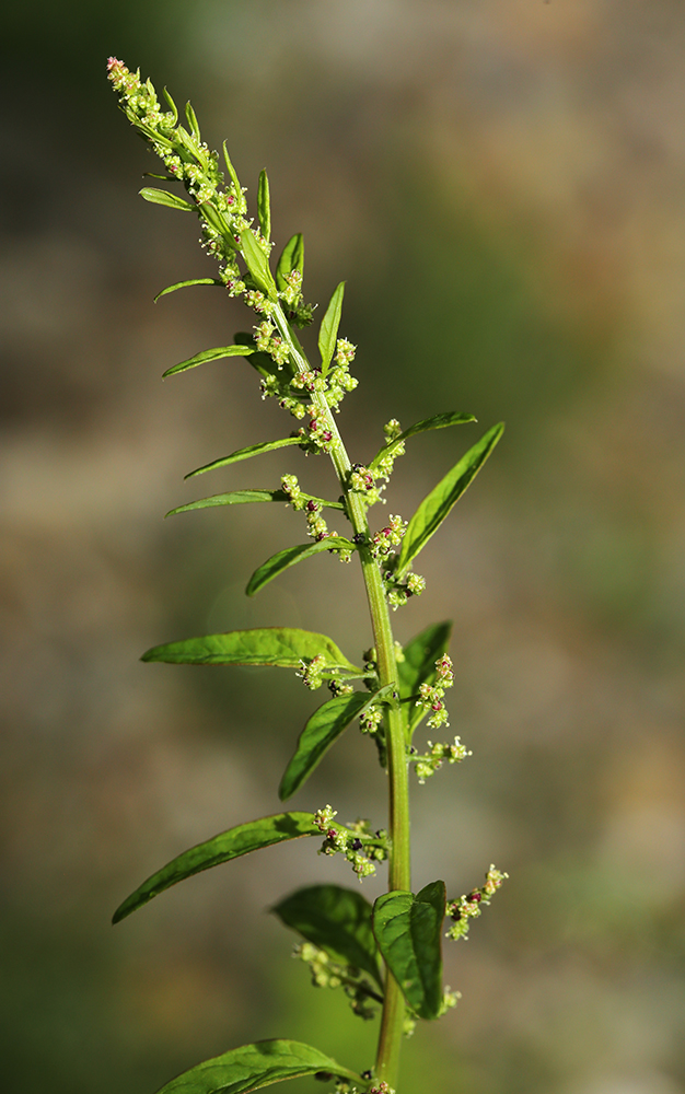 Image of Lipandra polysperma specimen.