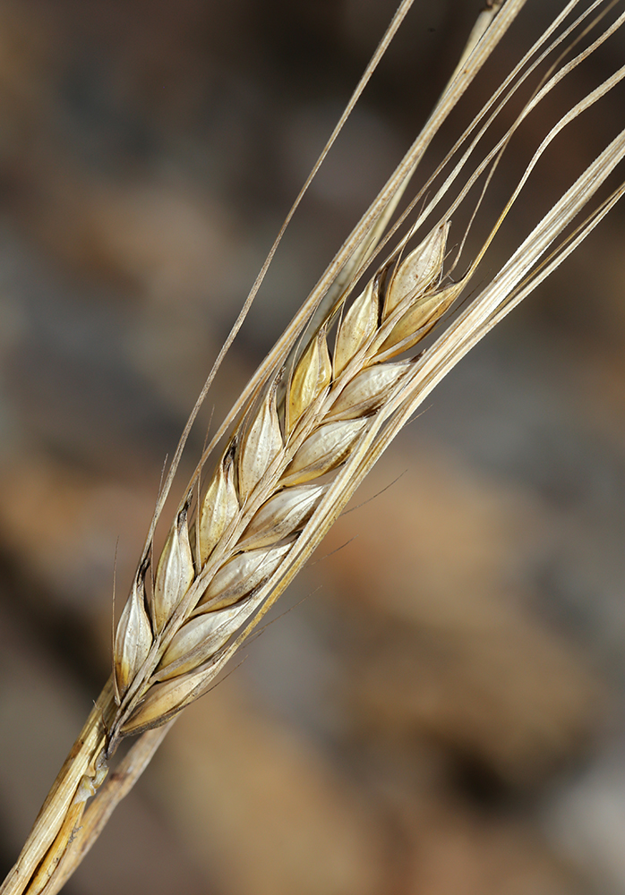 Image of Hordeum distichon specimen.