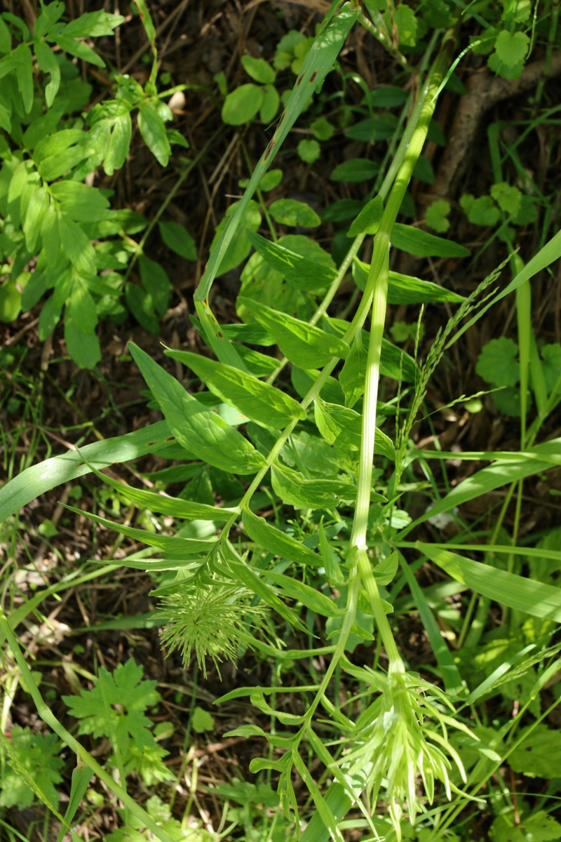 Image of Valeriana officinalis specimen.