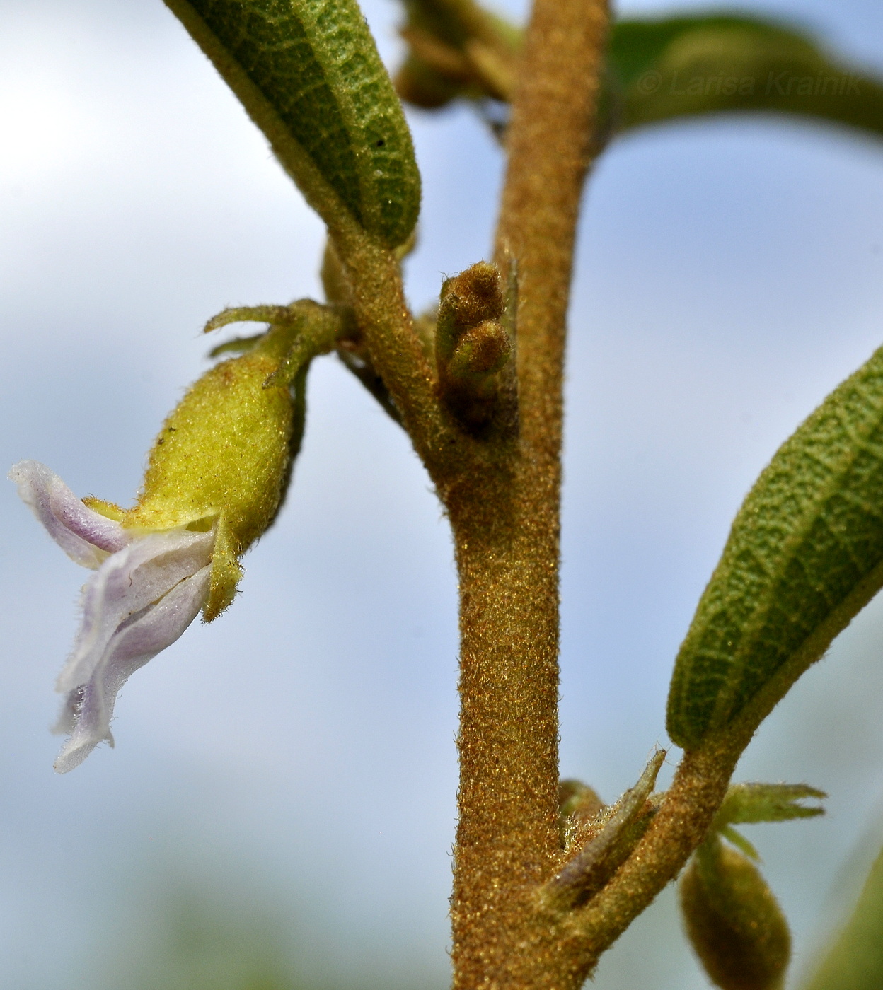 Изображение особи Helicteres angustifolia.