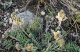 Hedysarum turczaninovii