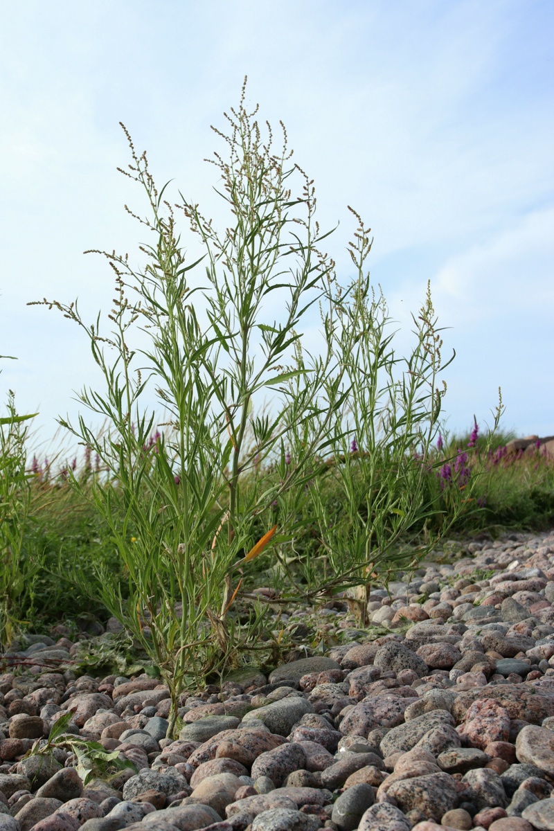 Изображение особи Atriplex littoralis.