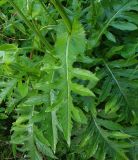 Cirsium oleraceum