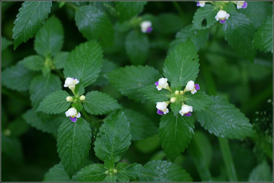 Image of Galeopsis speciosa specimen.