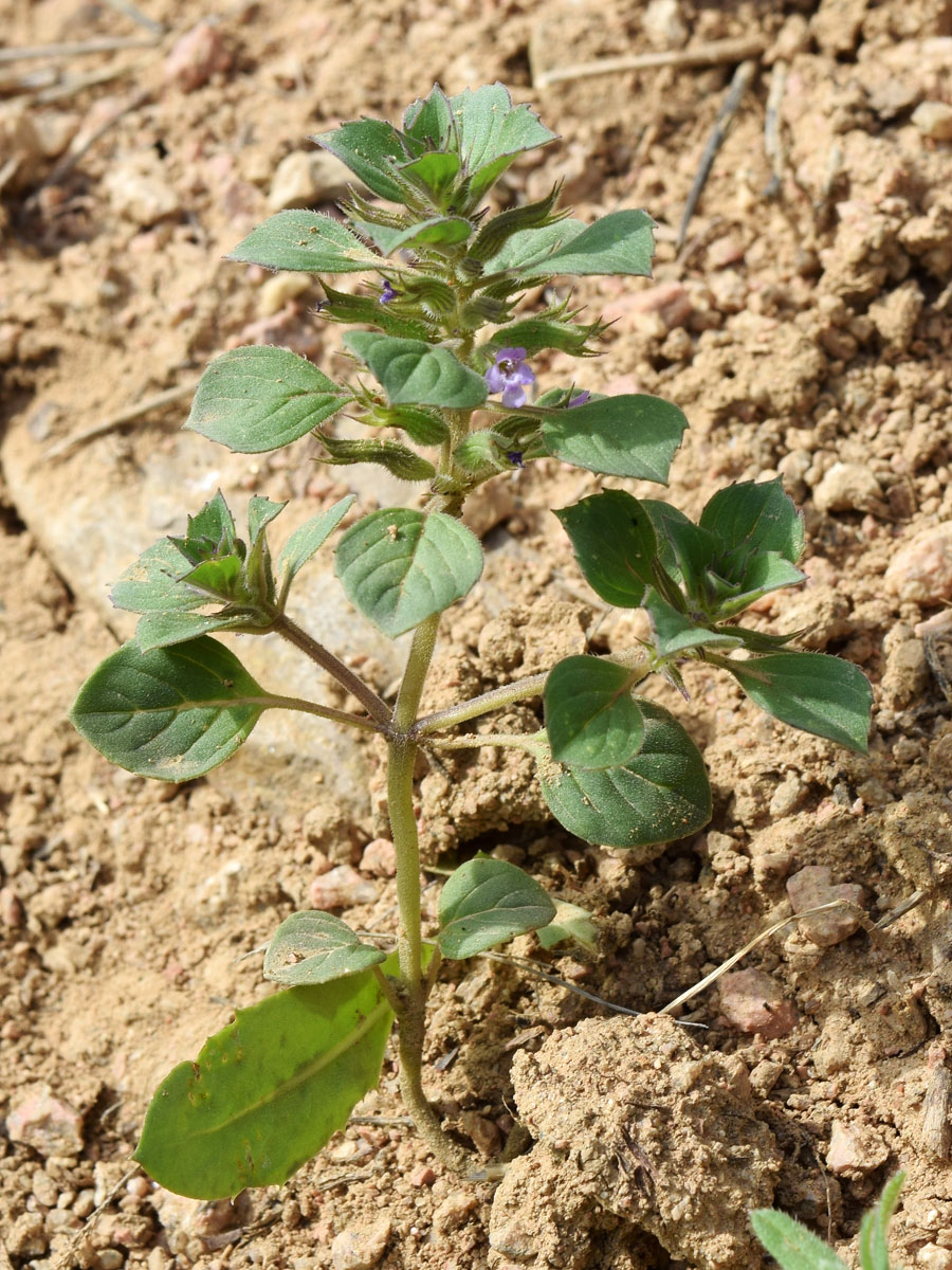 Image of Ziziphora rotundifolia specimen.