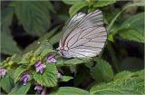 Galeopsis bifida. Верхушка цветущего побега с кормящей бабочкой Aporia crataegi. Московская обл., Раменский р-н, окр. ж.-д. платформы Хрипань, залежь. 13.06.2012.