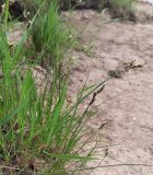род Carex