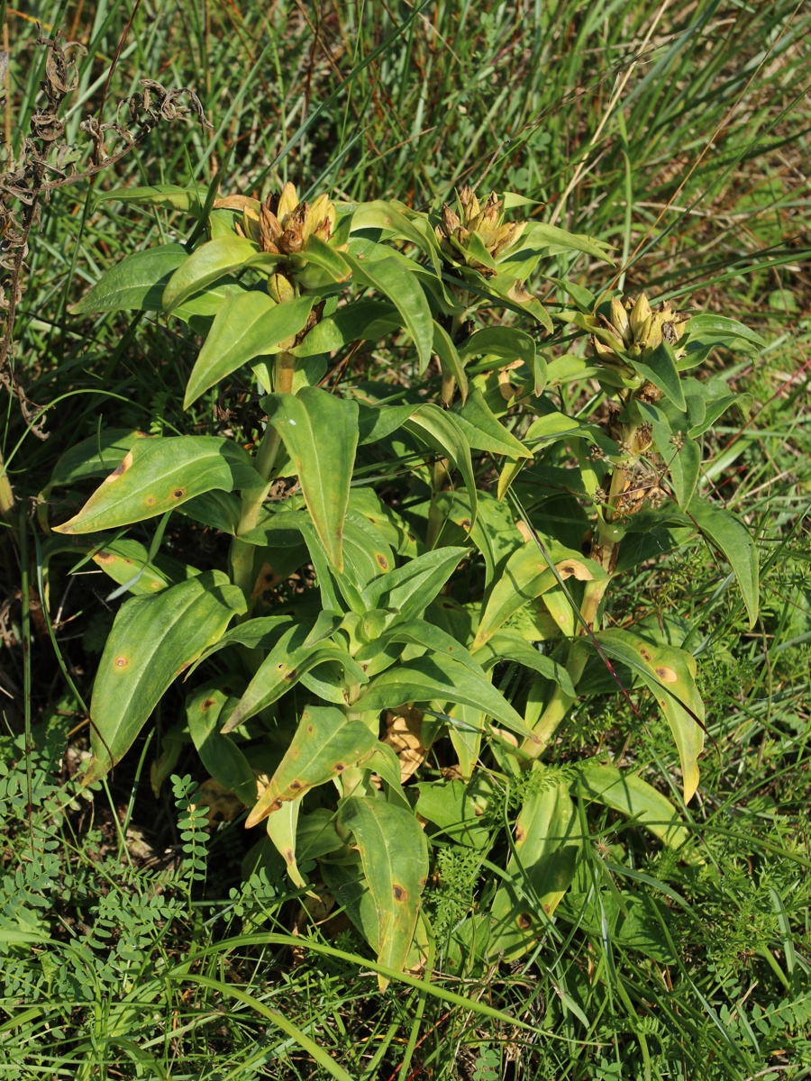 Image of Gentiana cruciata specimen.