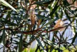 Nerium oleander. Верхушка ветви с раскрывшимися плодами. Краснодарский край, Сочи, Адлерский р-н, в культуре. 09.03.2025.