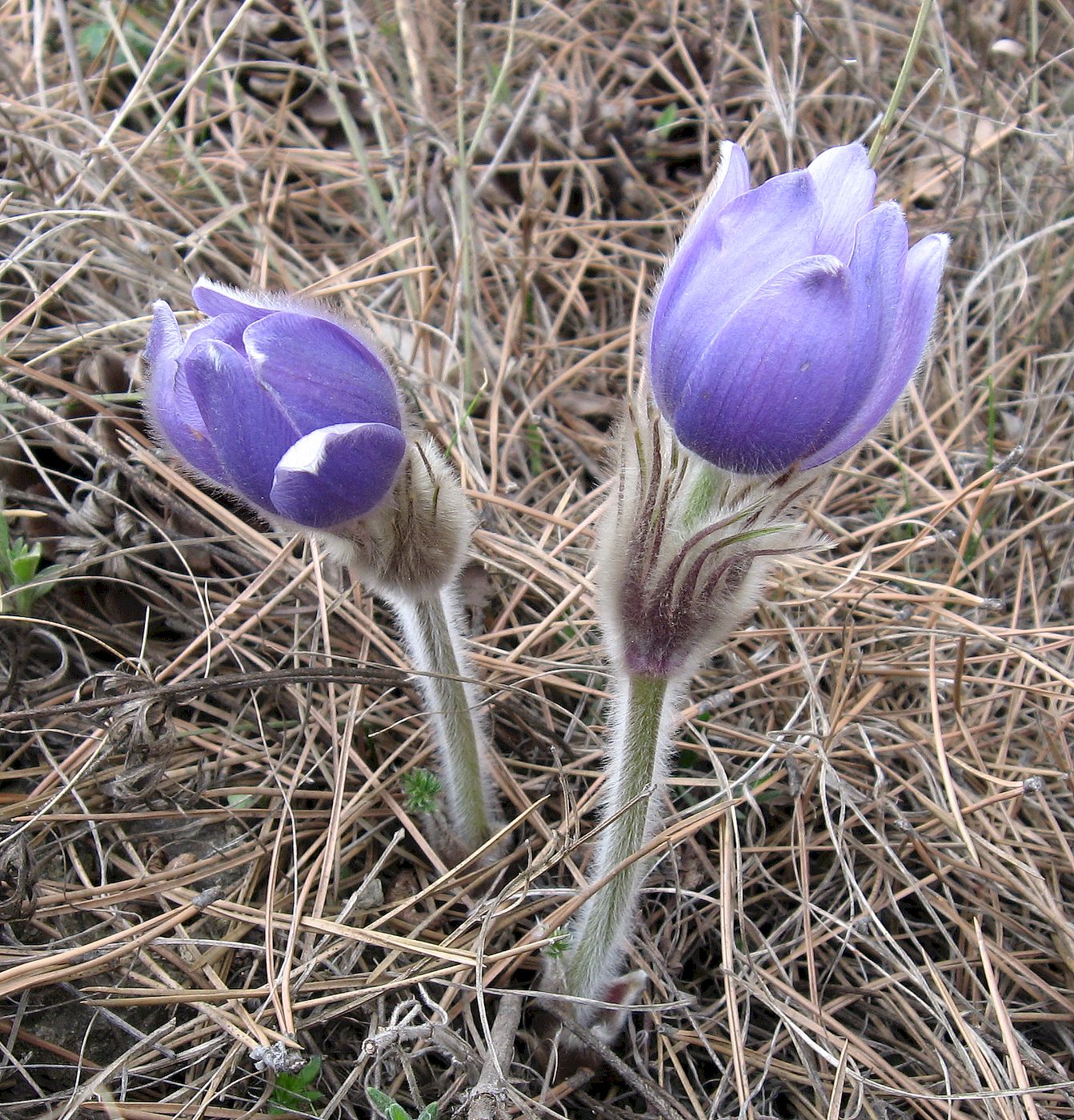 Изображение особи Pulsatilla grandis.