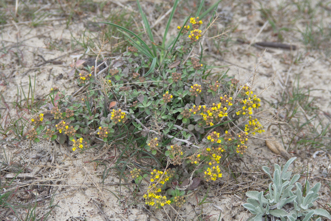 Image of genus Odontarrhena specimen.