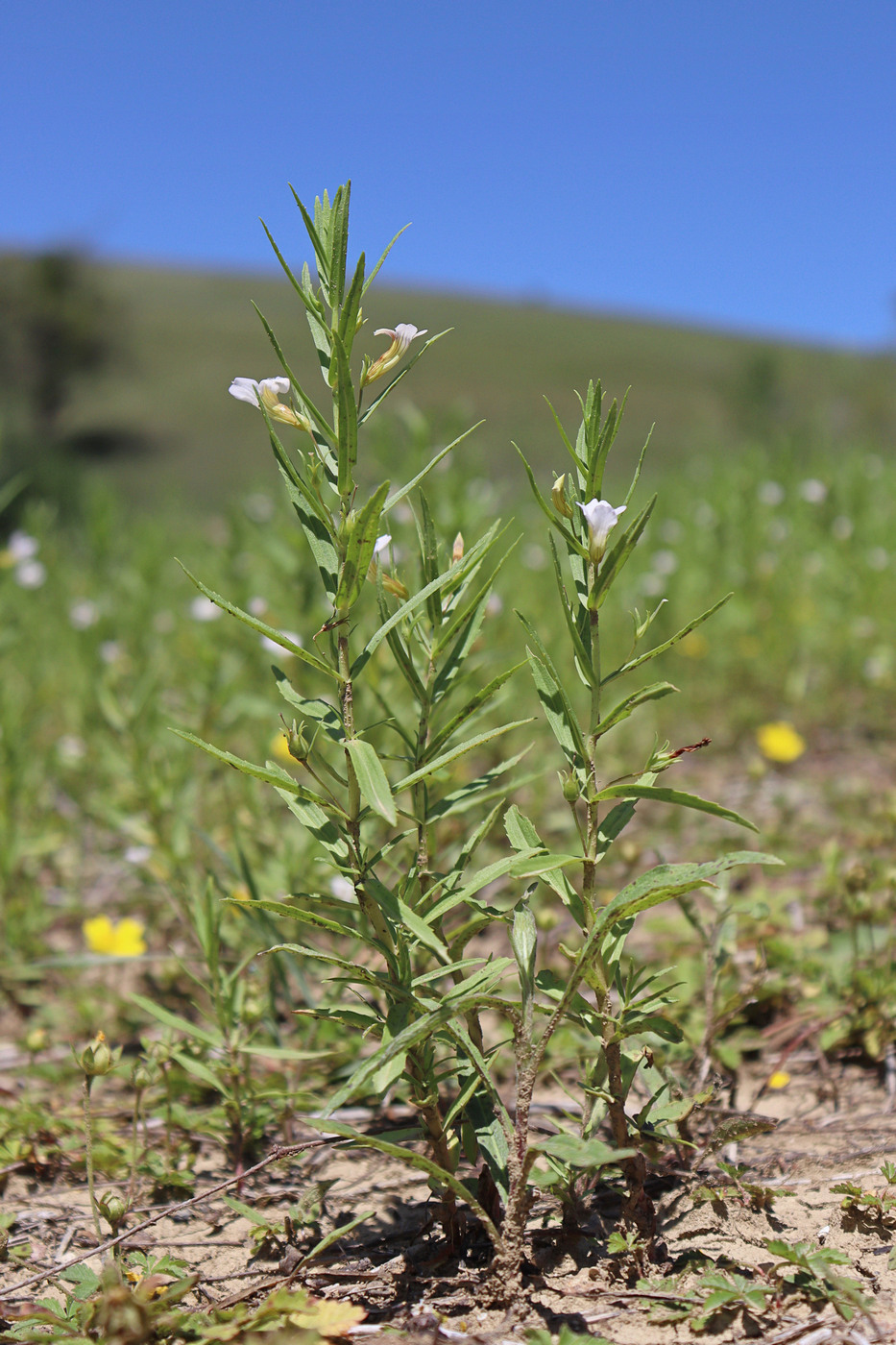 Image of Gratiola officinalis specimen.