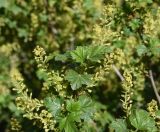 genus Ribes. Соцветия и листья. Турция, ил Ардахан, левый борт дол. р. Рабат, окр. крепости Шайтан Калеси, выс. 1980 м н.у.м. 18 мая 2025 г.